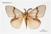 藏品(木毒蛾)的圖片